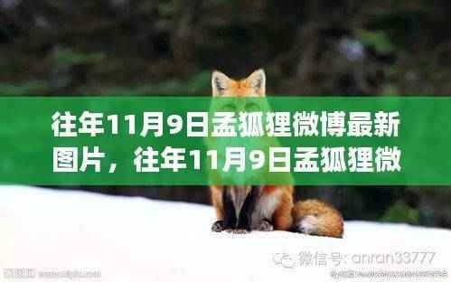 社交媒体时代孟狐狸微博影响力分析,最新图片传播与个人影响力探讨