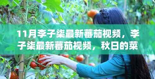 李子柒秋日的蕃茄故事,菜园趣事与友情的温馨织造