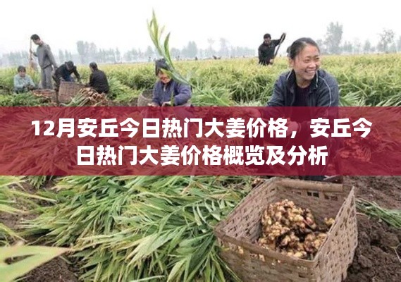 安丘今日热门大姜价格分析与概览