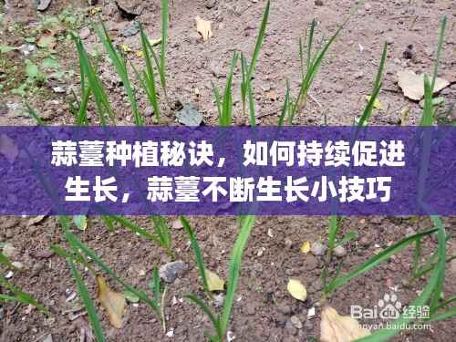 蒜薹种植秘诀，如何持续促进生长，蒜薹不断生长小技巧