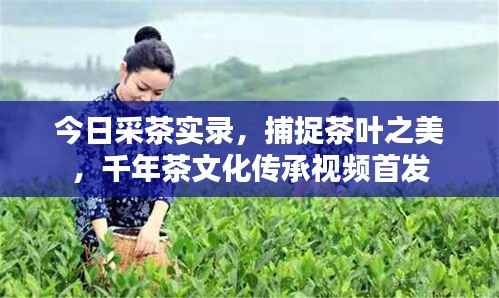 今日采茶实录,捕捉茶叶之美,千年茶文化传承视频首发