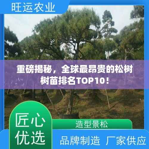 重磅揭秘，全球最昂贵的松树树苗排名TOP10！